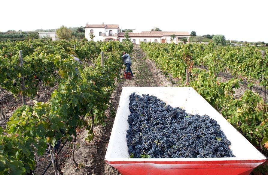 I Dolci Grappoli Villa Larino Dış mekan fotoğraf