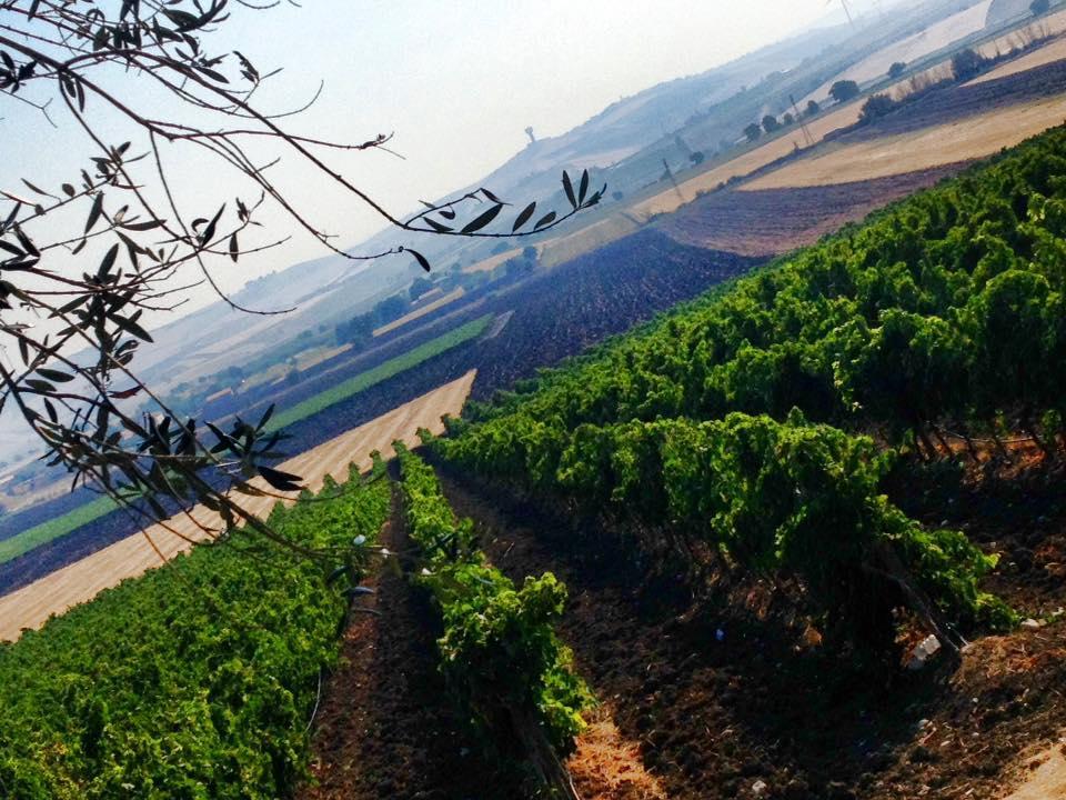 I Dolci Grappoli Villa Larino Dış mekan fotoğraf